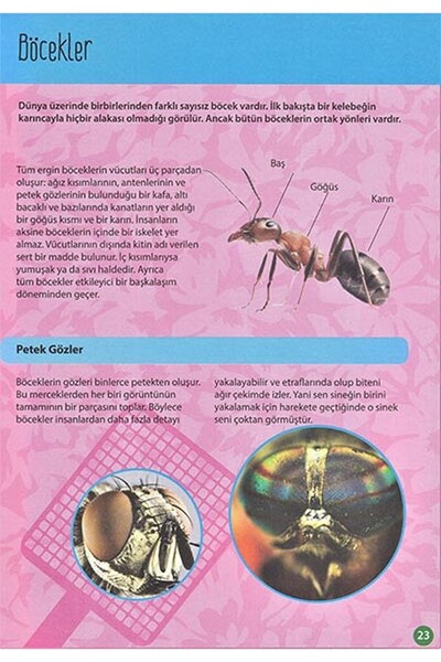 Böcekler ve Küçük Canlılar - Araştırma Dizisi